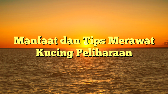 Manfaat dan Tips Merawat Kucing Peliharaan