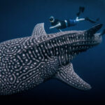 Dive into Adventure: The Ultimate Saleh Bay Whale Shark Tour Experience